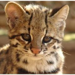 Mojave Spotted (Mojave Desert Cat)