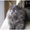 Nebelung