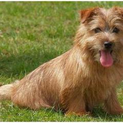 Norfolk Terrier