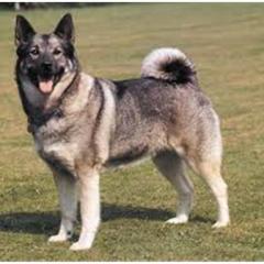 Norwegian Elkhound