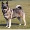 Norwegian Elkhound