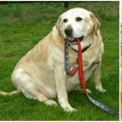 Köpek ve Kedilerde Obezite