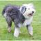 Old English Sheepdog