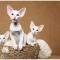 Oriental Shorthair