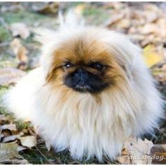 Pekingese