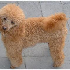 Poodle – Miniature