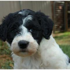 Portugese Water Dog