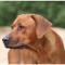 Rhodesian Ridgeback