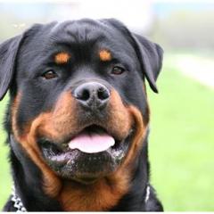 Rottweiler