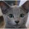 Russian Blue