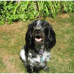 Russian Spaniel