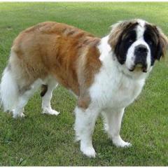 Saint Bernard