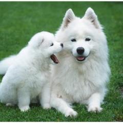 Samoyed