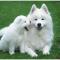 Samoyed