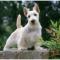 Scottish Terrier