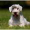 Sealyham Terrier