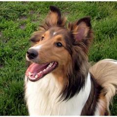 Shetland Sheepdog