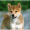 Shiba Inu