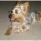 Silky Terrier