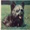 Skye Terrier