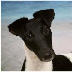 Smooth Fox Terrier