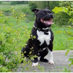 Staffordshire Bull Terrier