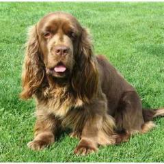 Sussex Spaniel