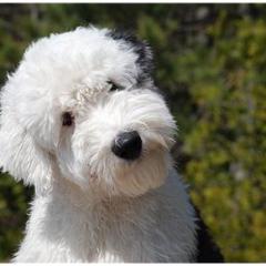 Tibetan Terrier