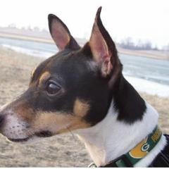 Toy Fox Terrier