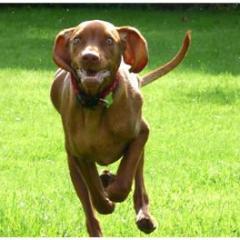 Vizsla