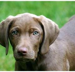 Weimaraner