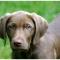 Weimaraner