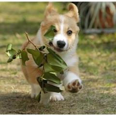 Welsh Corgi – Pembroke