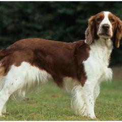 Welsh Springer Spaniel