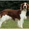 Welsh Springer Spaniel