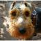 Welsh Terrier