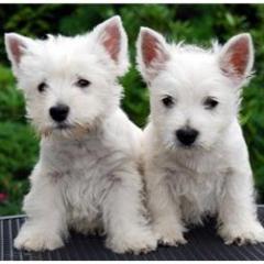 West Highland White Terrier