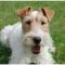 Wirehaired Fox Terrier