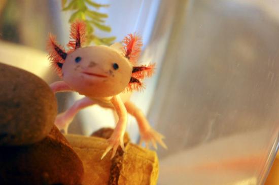 axolotl-02