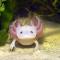 Axolotl Nedir?