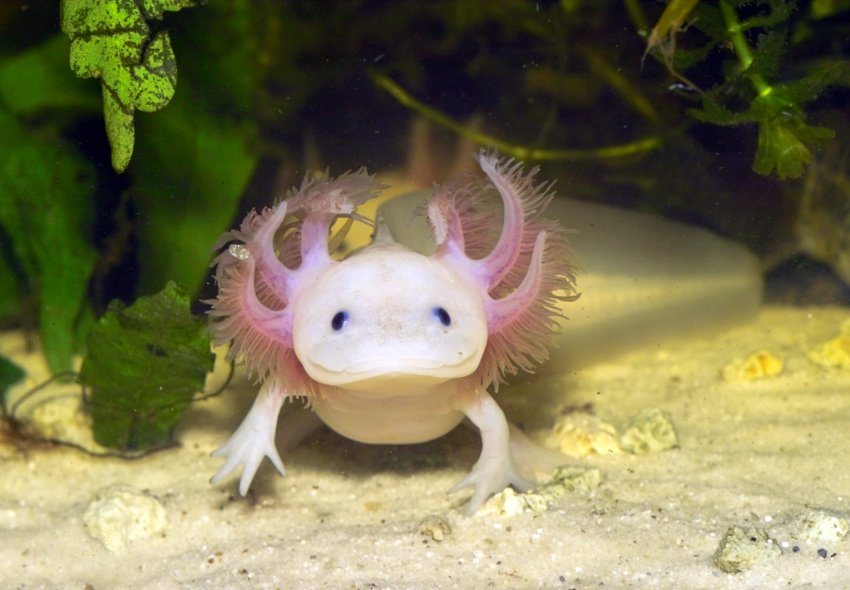 Axolotl: içerik ve bakım, açıklama, besleme Axolotl: içerik ve bakım, açıklama, besleme