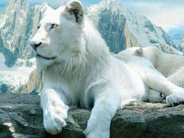 beyaz-aslan