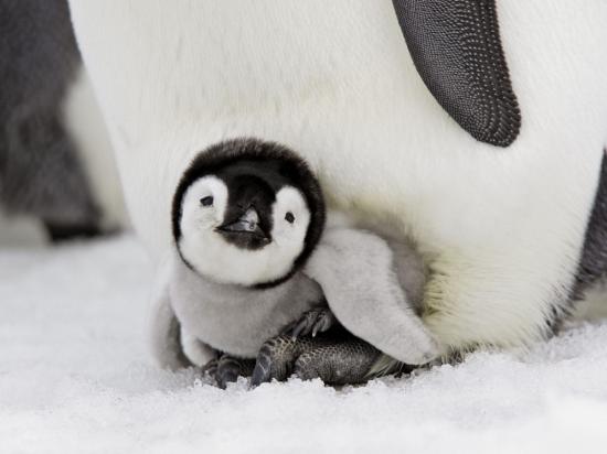 imparator pengueni