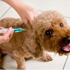 Köpeklerde Uygulanması Gereken Aşılar