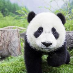 Pandaların Beslenme Saati