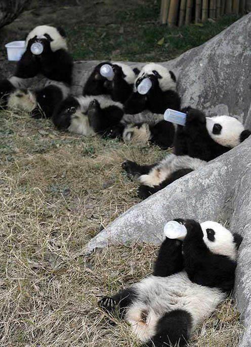 pandalarin-beslenmesi