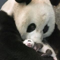 Yavrusundan Korkan Panda