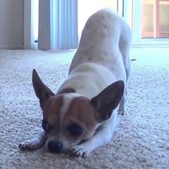 Sevimli Chihuahua ile Yoga Zamanı