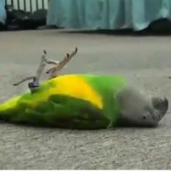 Ölü Taklidi Yapan Minik Papağan