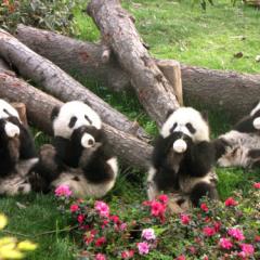 Minik Pandaların Beslenme Saati